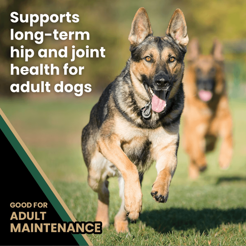 VICTOR Grain Free Hero Canine Maintenance